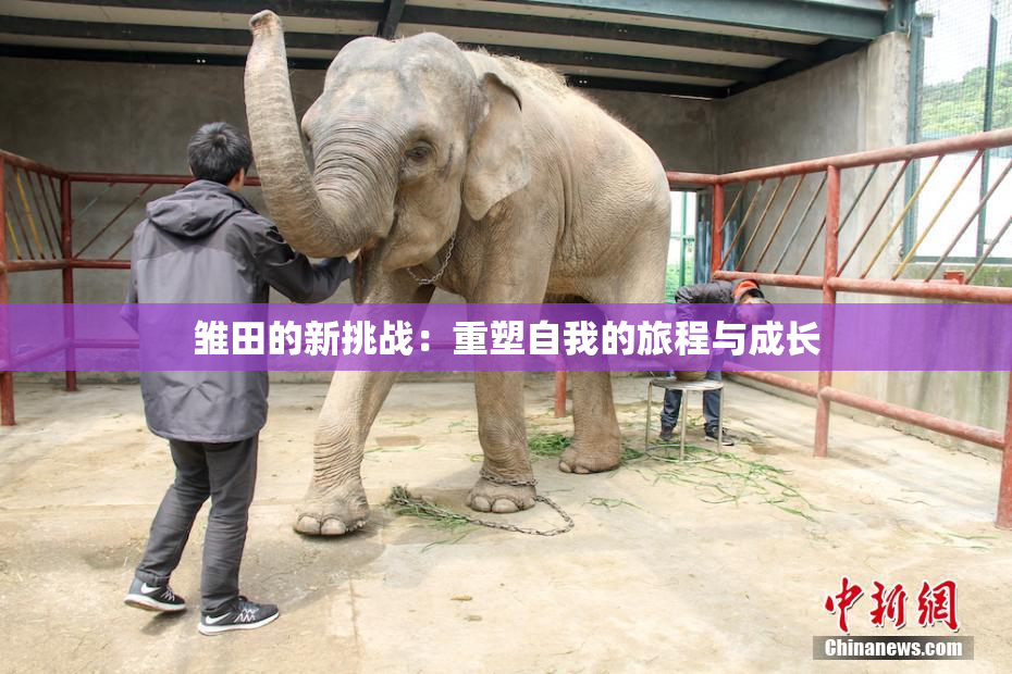 雏田的新挑战：重塑自我的旅程与成长