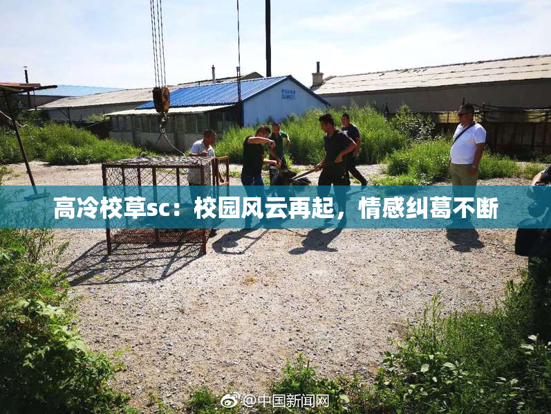 高冷校草sc：校园风云再起，情感纠葛不断