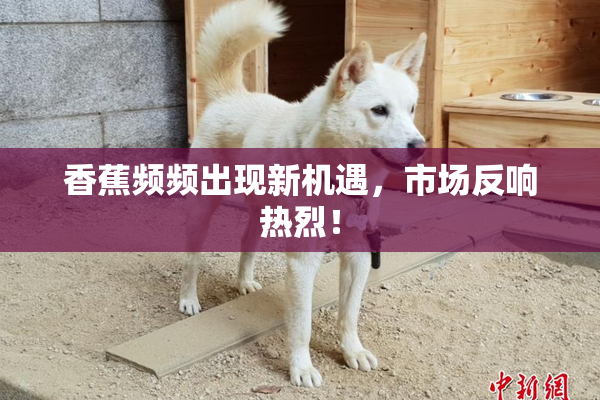 香蕉频频出现新机遇，市场反响热烈！
