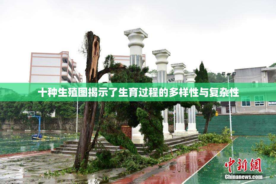 十种生殖图揭示了生育过程的多样性与复杂性