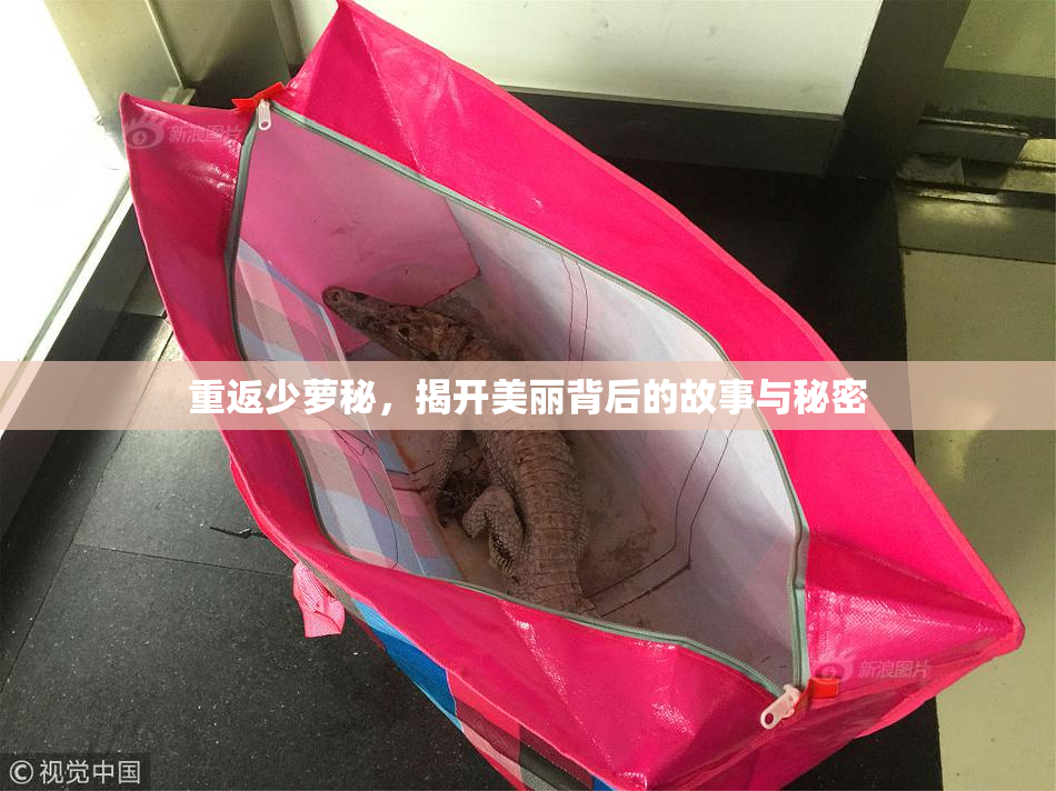 重返少萝秘，揭开美丽背后的故事与秘密