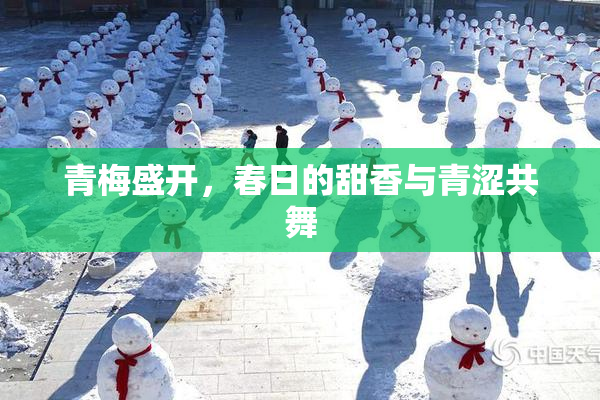 青梅盛开，春日的甜香与青涩共舞