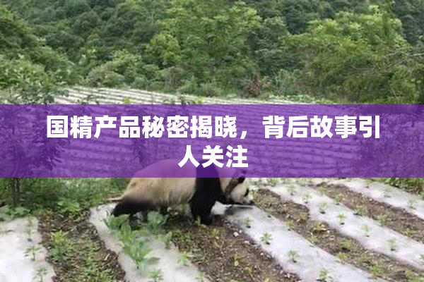 国精产品秘密揭晓，背后故事引人关注