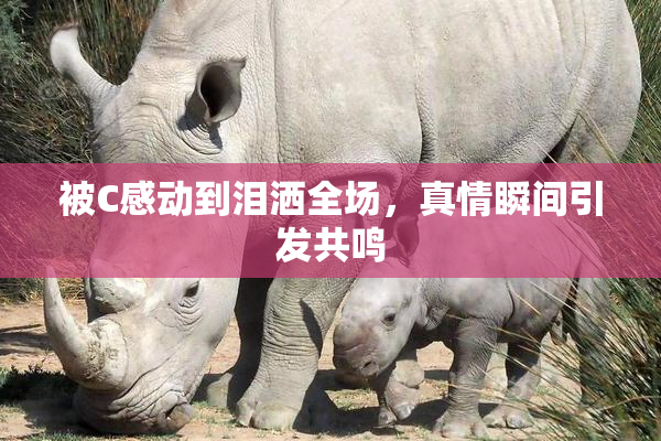 被C感动到泪洒全场，真情瞬间引发共鸣