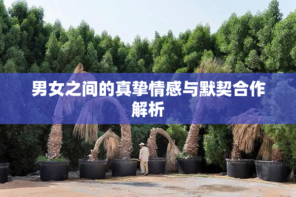 男女之间的真挚情感与默契合作解析