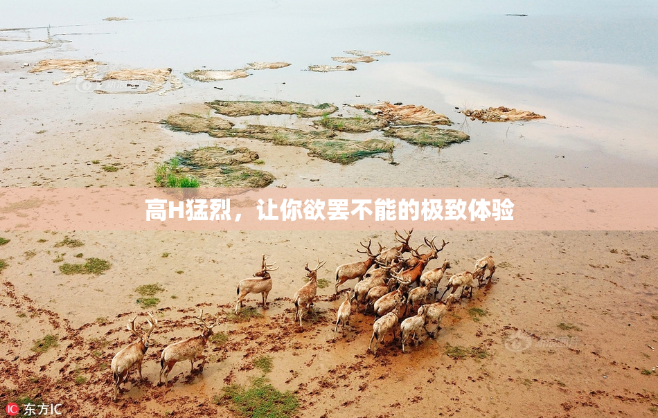 高H猛烈，让你欲罢不能的极致体验