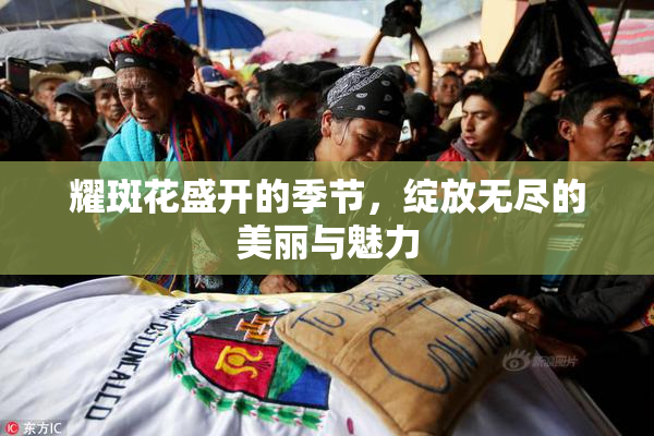 耀斑花盛开的季节，绽放无尽的美丽与魅力