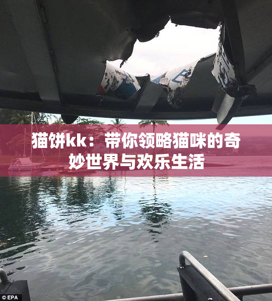 猫饼kk：带你领略猫咪的奇妙世界与欢乐生活