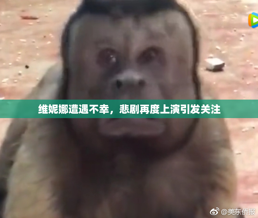 维妮娜遭遇不幸，悲剧再度上演引发关注