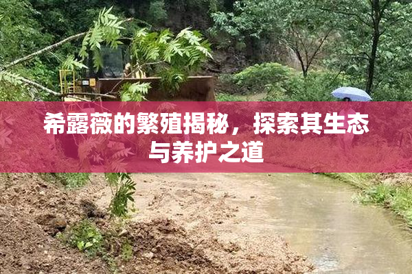 希露薇的繁殖揭秘，探索其生态与养护之道