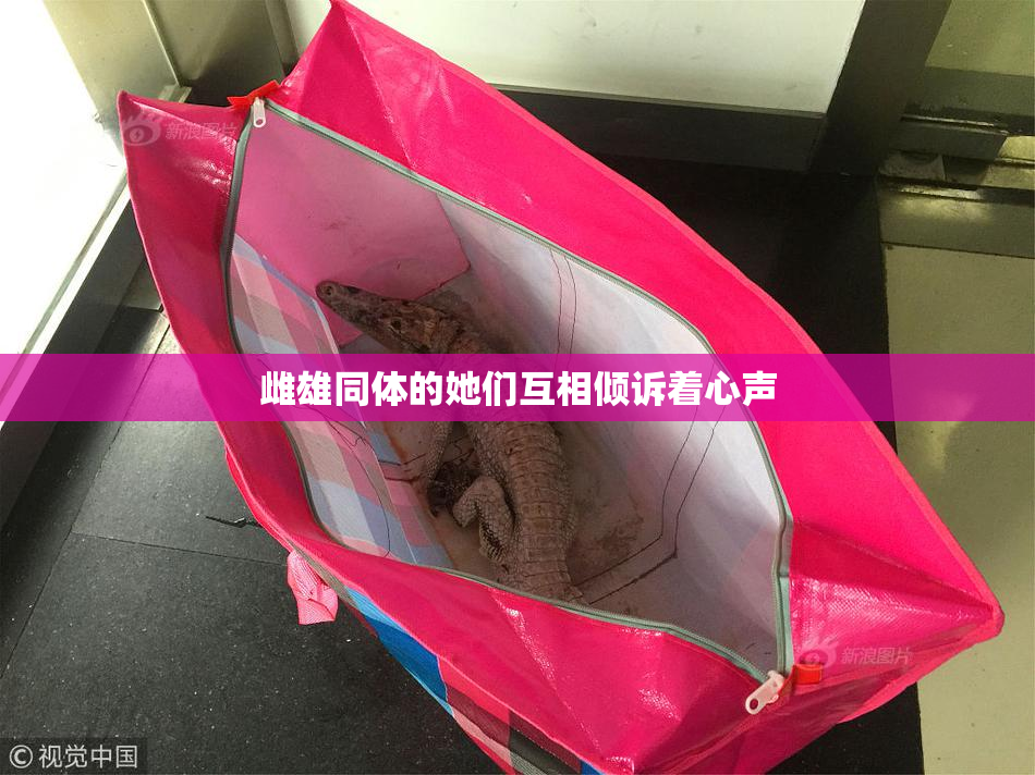 雌雄同体的她们互相倾诉着心声