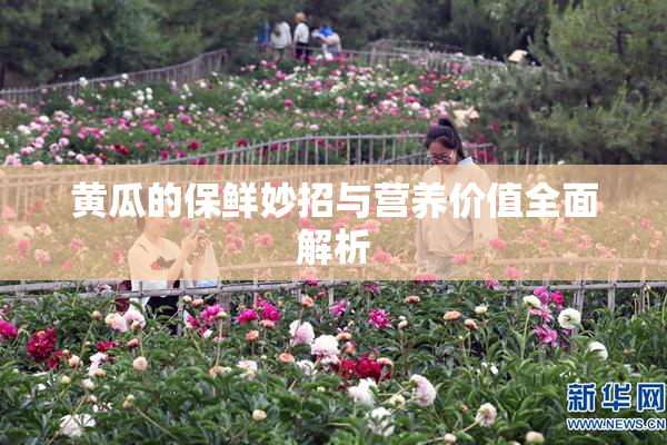 黄瓜的保鲜妙招与营养价值全面解析