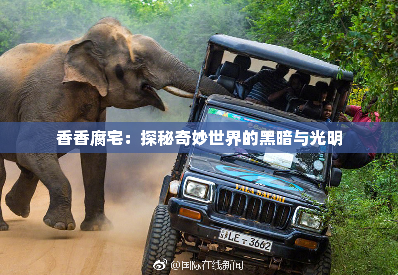 香香腐宅：探秘奇妙世界的黑暗与光明