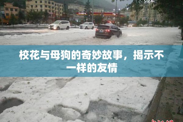 校花与母狗的奇妙故事，揭示不一样的友情