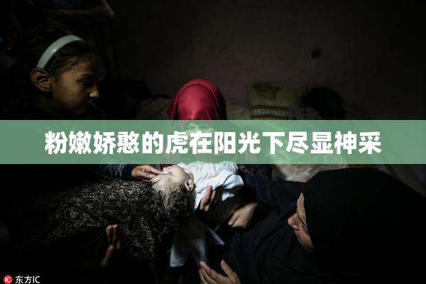 粉嫩娇憨的虎在阳光下尽显神采