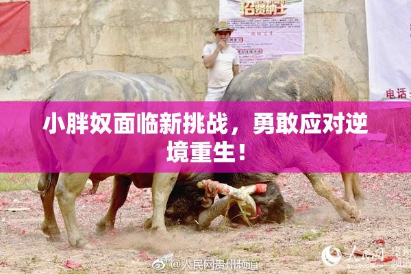 小胖奴面临新挑战，勇敢应对逆境重生！