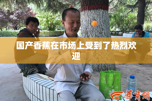 国产香蕉在市场上受到了热烈欢迎