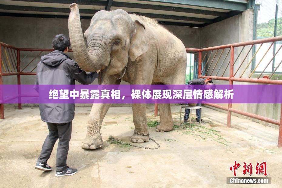 绝望中暴露真相，裸体展现深层情感解析