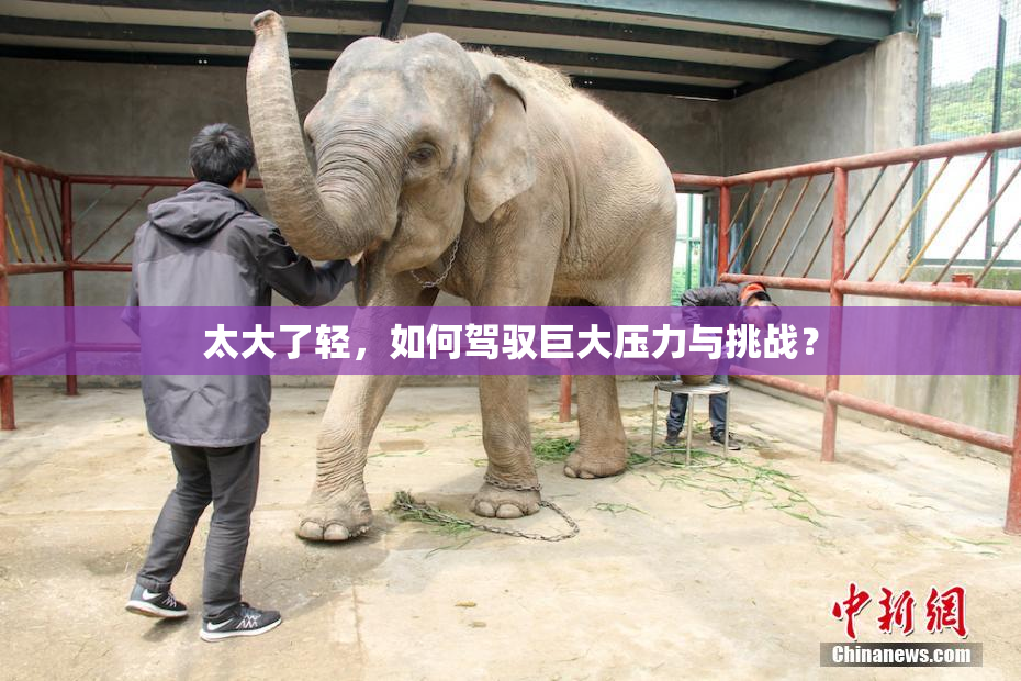 太大了轻，如何驾驭巨大压力与挑战？