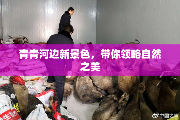 青青河边新景色，带你领略自然之美