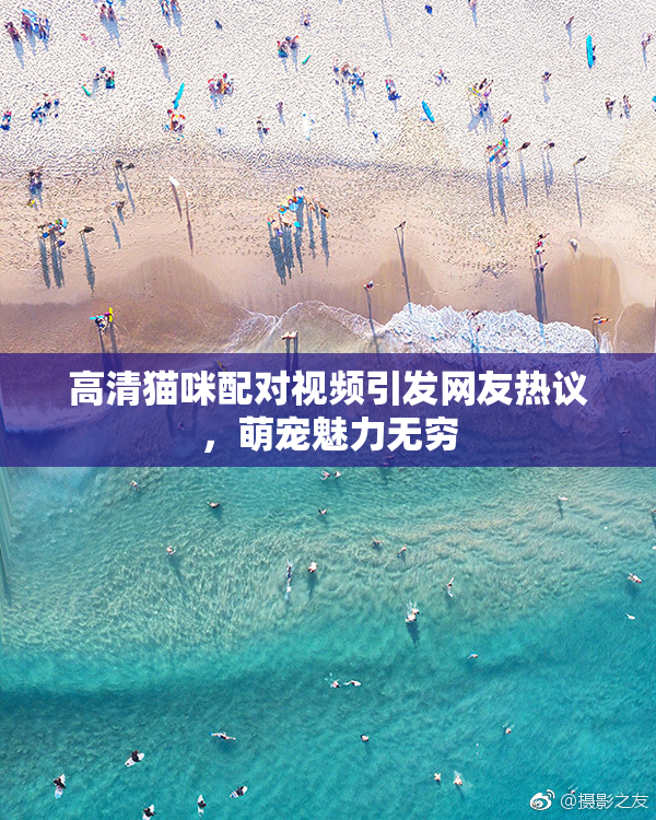 高清猫咪配对视频引发网友热议，萌宠魅力无穷