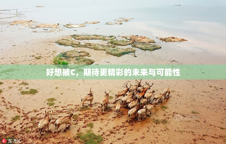 好想被C，期待更精彩的未来与可能性