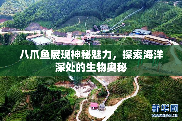 八爪鱼展现神秘魅力，探索海洋深处的生物奥秘