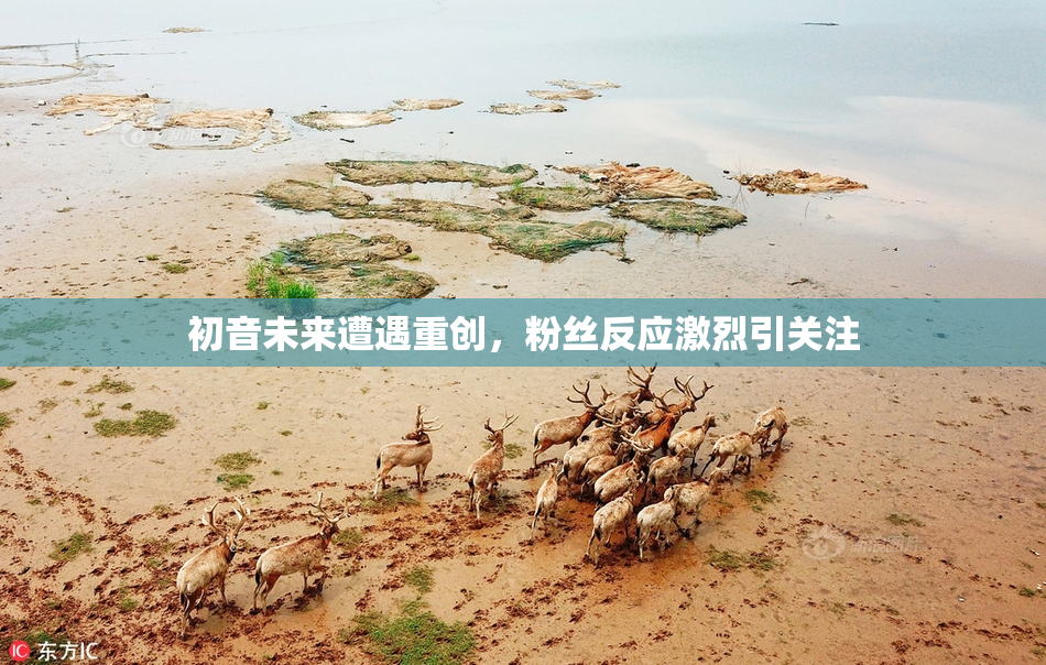 初音未来遭遇重创，粉丝反应激烈引关注