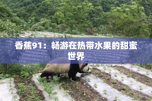 香蕉91：畅游在热带水果的甜蜜世界