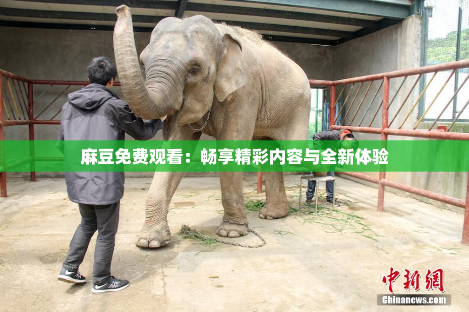 麻豆免费观看：畅享精彩内容与全新体验