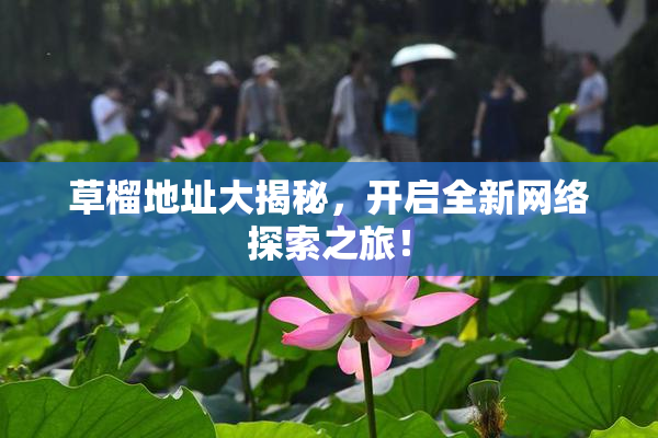 草榴地址大揭秘，开启全新网络探索之旅！