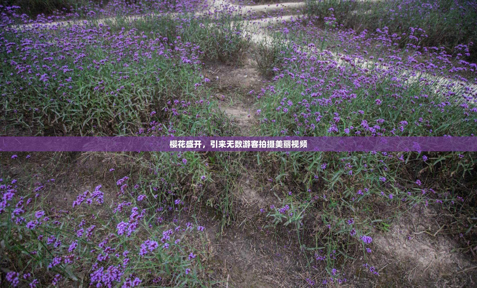 樱花盛开，引来无数游客拍摄美丽视频