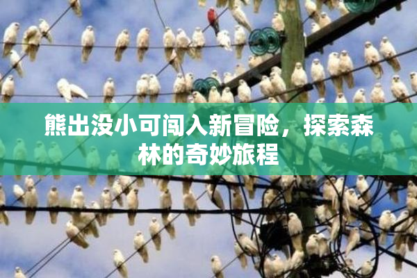 熊出没小可闯入新冒险，探索森林的奇妙旅程