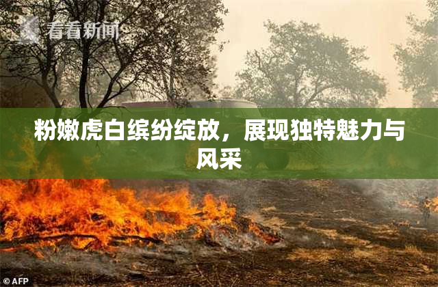 粉嫩虎白缤纷绽放，展现独特魅力与风采