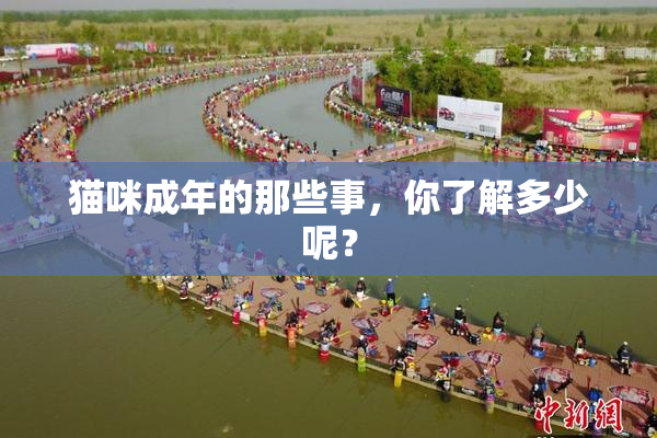 猫咪成年的那些事，你了解多少呢？