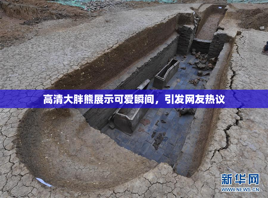 高清大胖熊展示可爱瞬间，引发网友热议