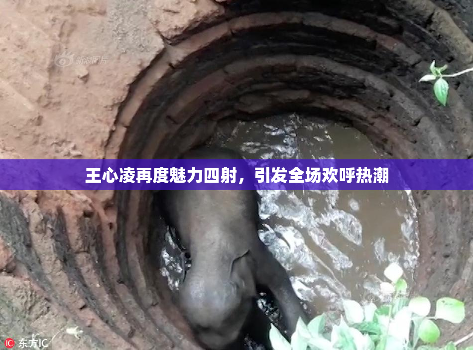 王心凌再度魅力四射，引发全场欢呼热潮