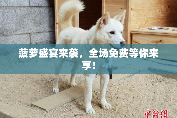 菠萝盛宴来袭，全场免费等你来享！