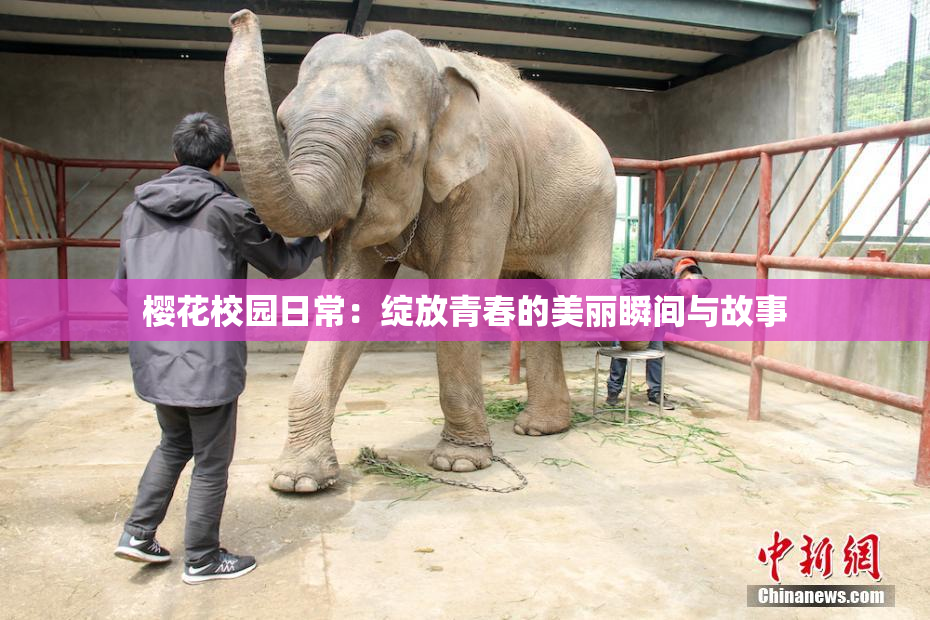 樱花校园日常：绽放青春的美丽瞬间与故事