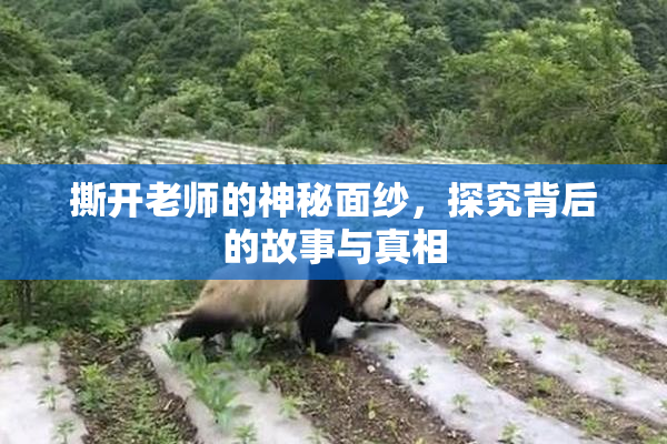 撕开老师的神秘面纱，探究背后的故事与真相