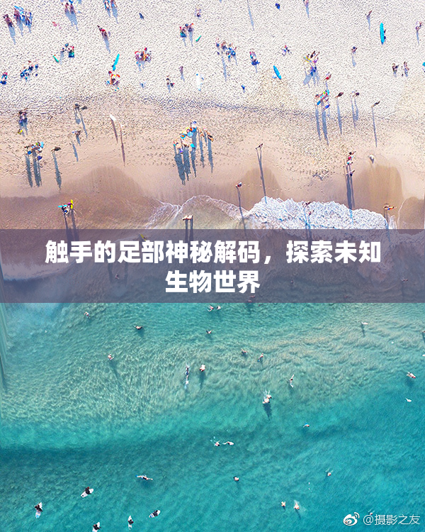 触手的足部神秘解码，探索未知生物世界