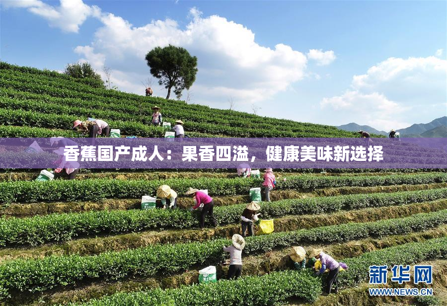 香蕉国产成人：果香四溢，健康美味新选择