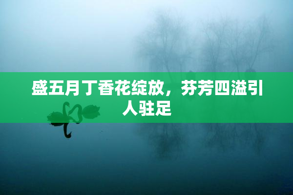 盛五月丁香花绽放，芬芳四溢引人驻足