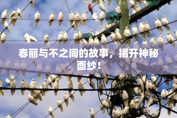 春丽与不之间的故事，揭开神秘面纱！