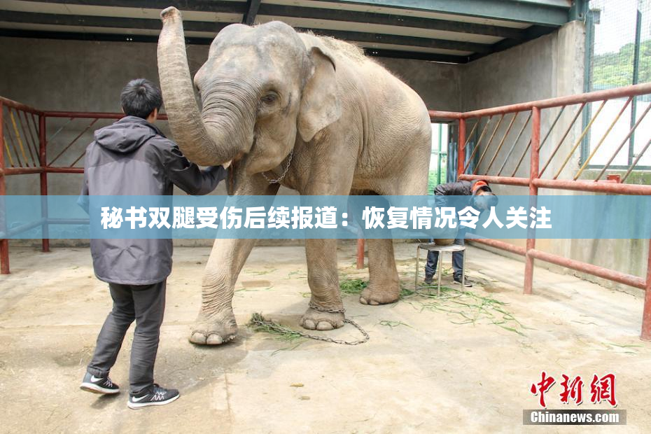 秘书双腿受伤后续报道：恢复情况令人关注