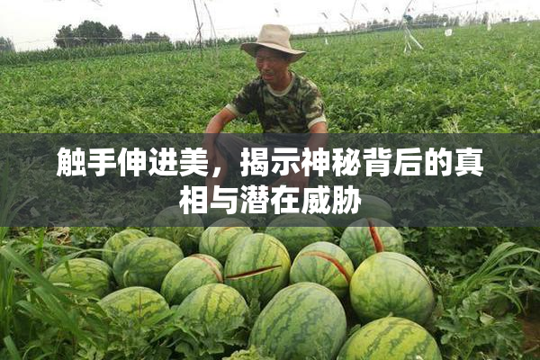 触手伸进美，揭示神秘背后的真相与潜在威胁