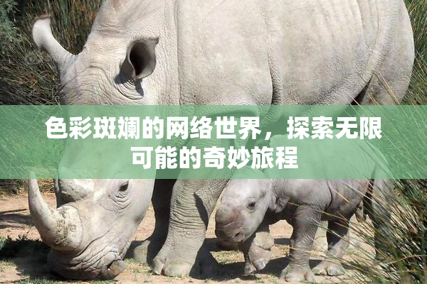 色彩斑斓的网络世界，探索无限可能的奇妙旅程