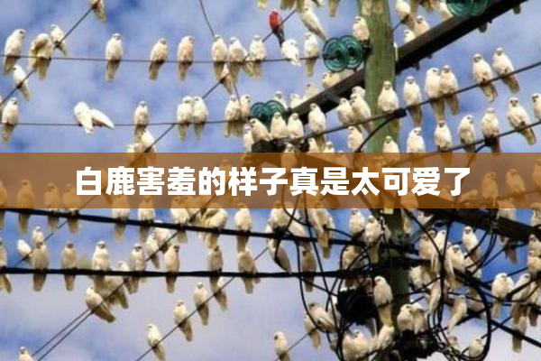 白鹿害羞的样子真是太可爱了