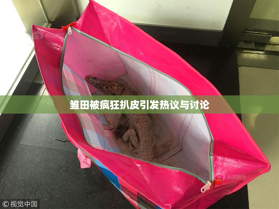 雏田被疯狂扒皮引发热议与讨论