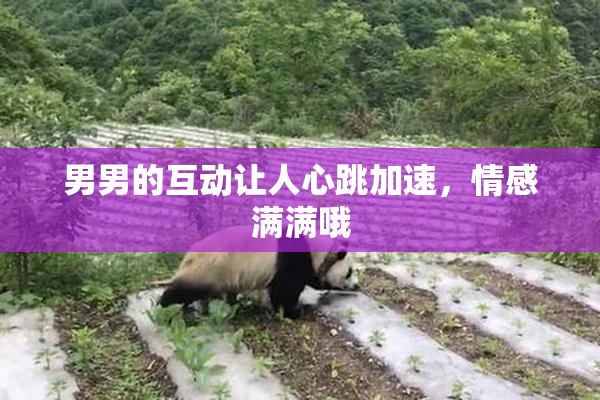 男男的互动让人心跳加速，情感满满哦